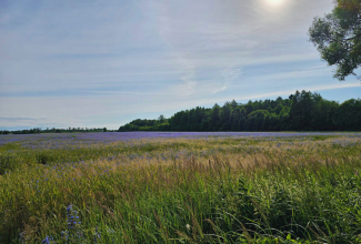 Rukkilille põld 